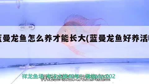 藍(lán)曼龍魚怎么養(yǎng)才能長(zhǎng)大(藍(lán)曼龍魚好養(yǎng)活嗎)