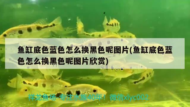 魚缸底色藍色怎么換黑色呢圖片(魚缸底色藍色怎么換黑色呢圖片欣賞) 藍底過背金龍魚