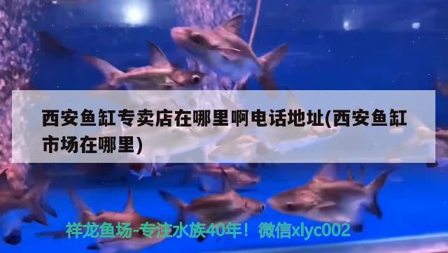 西安魚缸專賣店在哪里啊電話地址(西安魚缸市場在哪里) 三色錦鯉魚