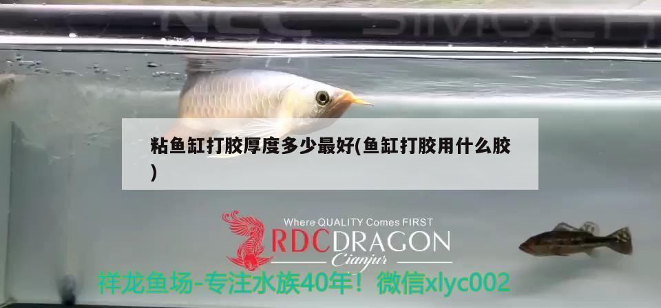 粘魚缸打膠厚度多少最好(魚缸打膠用什么膠) 野彩魚