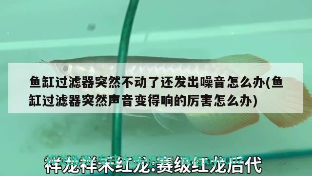 魚缸過濾器突然不動了還發(fā)出噪音怎么辦(魚缸過濾器突然聲音變得響的厲害怎么辦) 飛鳳魚苗