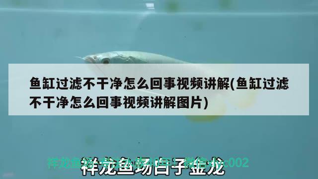 魚缸過濾不干凈怎么回事視頻講解(魚缸過濾不干凈怎么回事視頻講解圖片)