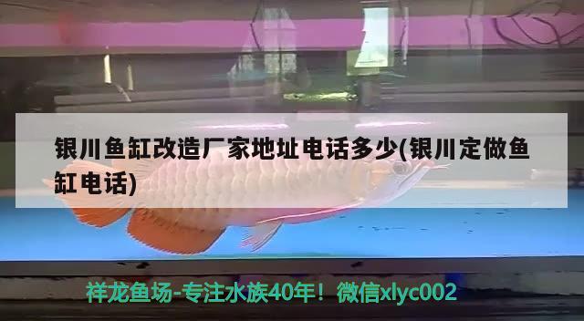 銀川魚缸改造廠家地址電話多少(銀川定做魚缸電話) 粗線銀版魚苗