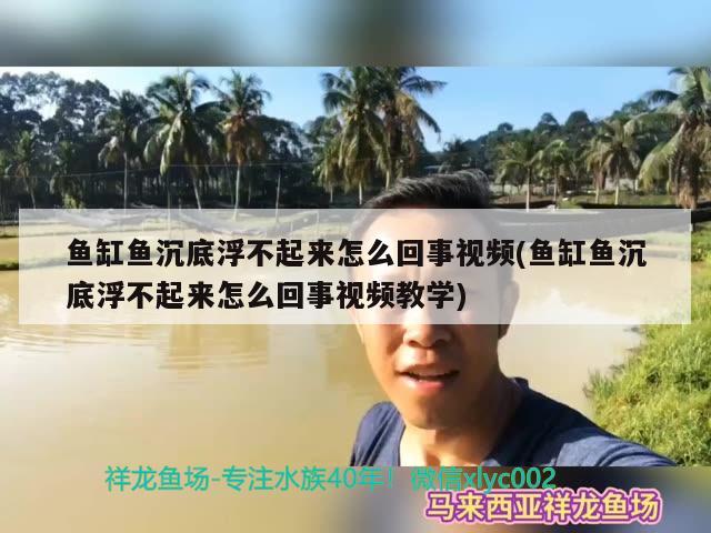 魚缸魚沉底浮不起來怎么回事視頻(魚缸魚沉底浮不起來怎么回事視頻教學(xué))