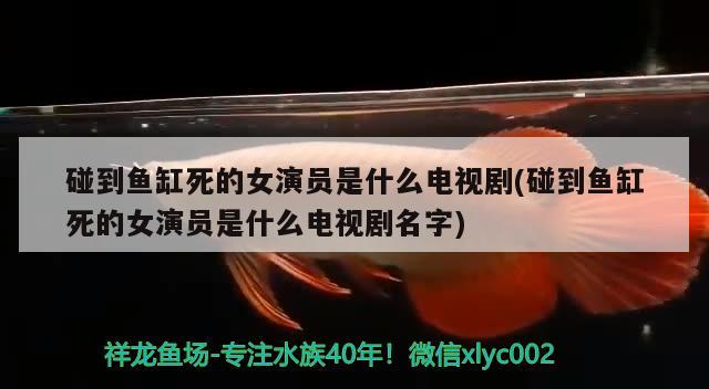 碰到魚缸死的女演員是什么電視劇(碰到魚缸死的女演員是什么電視劇名字) 肥料