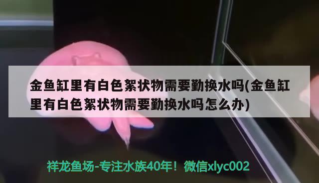 金魚缸里有白色絮狀物需要勤換水嗎(金魚缸里有白色絮狀物需要勤換水嗎怎么辦)