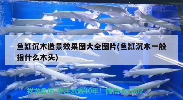 魚缸沉木造景效果圖大全圖片(魚缸沉木一般指什么木頭) 祥龍魚場品牌產(chǎn)品