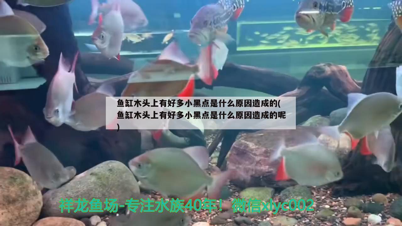 魚缸木頭上有好多小黑點是什么原因造成的(魚缸木頭上有好多小黑點是什么原因造成的呢)