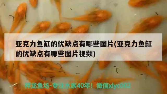 亞克力魚缸的優(yōu)缺點(diǎn)有哪些圖片(亞克力魚缸的優(yōu)缺點(diǎn)有哪些圖片視頻) 朱巴利魚苗 第2張