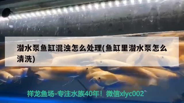 潛水泵魚缸混濁怎么處理(魚缸里潛水泵怎么清洗) 海象魚