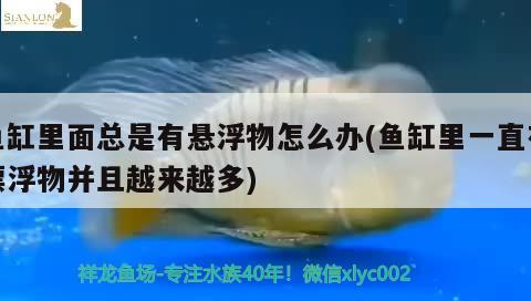 魚缸里面總是有懸浮物怎么辦(魚缸里一直有漂浮物并且越來越多)