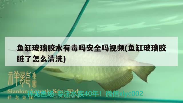 魚(yú)缸玻璃膠水有毒嗎安全嗎視頻(魚(yú)缸玻璃膠臟了怎么清洗) 祥龍金禾金龍魚(yú) 第1張