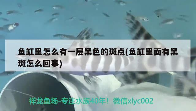 魚缸里怎么有一層黑色的斑點(魚缸里面有黑斑怎么回事) 黃金斑馬魚