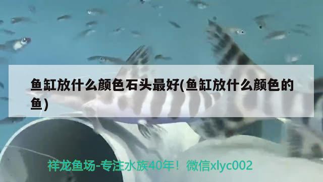 魚缸放什么顏色石頭最好(魚缸放什么顏色的魚) 龍魚專用燈