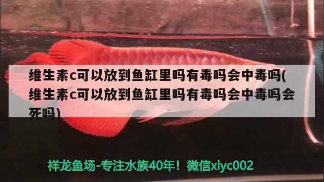 維生素c可以放到魚缸里嗎有毒嗎會中毒嗎(維生素c可以放到魚缸里嗎有毒嗎會中毒嗎會死嗎) 黃金眼鏡蛇雷龍魚