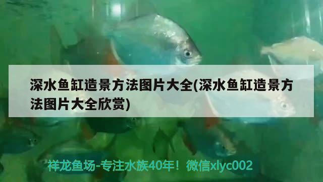 深水魚缸造景方法圖片大全(深水魚缸造景方法圖片大全欣賞)