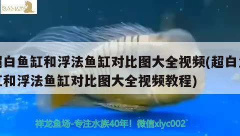 超白魚缸和浮法魚缸對比圖大全視頻(超白魚缸和浮法魚缸對比圖大全視頻教程)