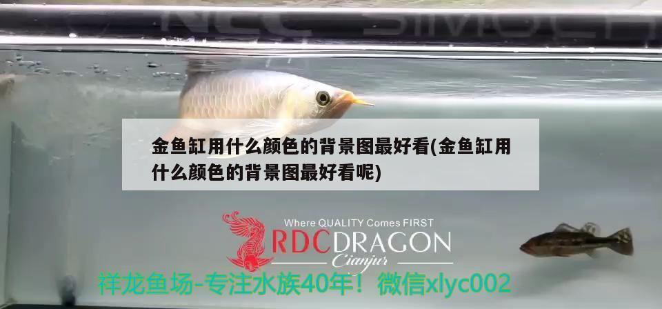 金魚缸用什么顏色的背景圖最好看(金魚缸用什么顏色的背景圖最好看呢) 魟魚百科