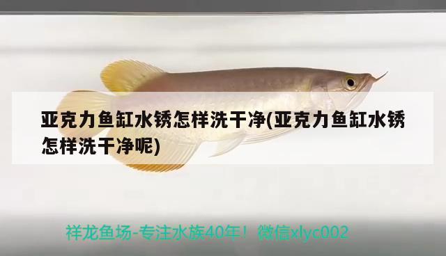 亞克力魚缸水銹怎樣洗干凈(亞克力魚缸水銹怎樣洗干凈呢)