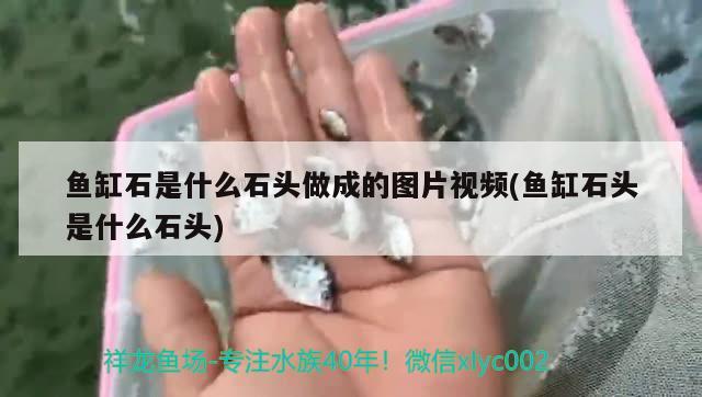 魚缸石是什么石頭做成的圖片視頻(魚缸石頭是什么石頭) 斑馬狗頭魚