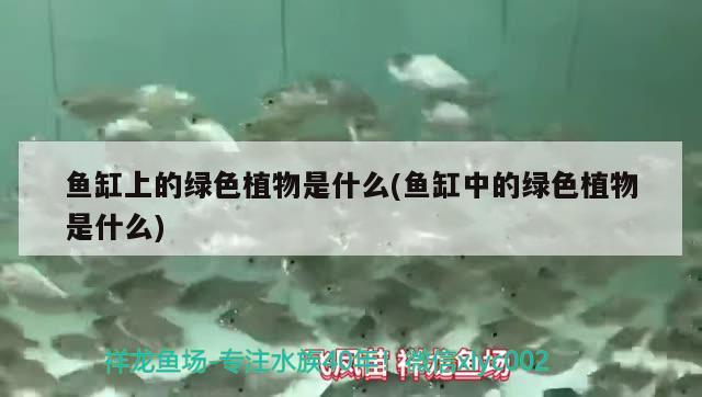 魚缸上的綠色植物是什么(魚缸中的綠色植物是什么) 元寶鳳凰魚 第2張