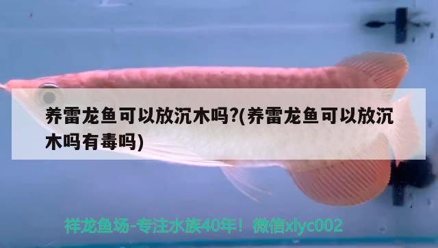 養(yǎng)雷龍魚可以放沉木嗎?(養(yǎng)雷龍魚可以放沉木嗎有毒嗎)