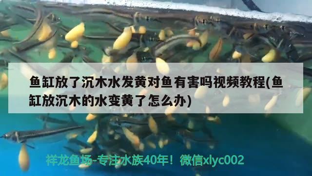 魚缸放了沉木水發(fā)黃對魚有害嗎視頻教程(魚缸放沉木的水變黃了怎么辦)