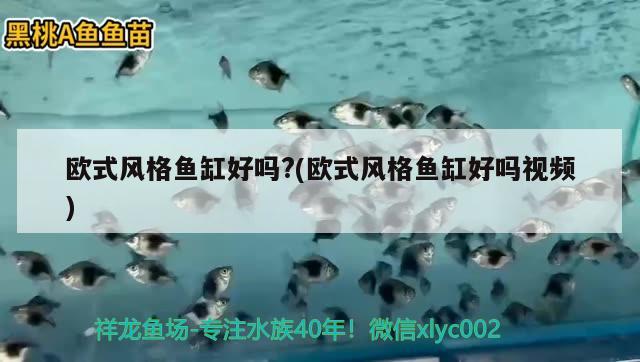 歐式風(fēng)格魚缸好嗎?(歐式風(fēng)格魚缸好嗎視頻) 龍魚批發(fā)