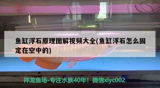 魚缸浮石原理圖解視頻大全(魚缸浮石怎么固定在空中的) 朱巴利魚