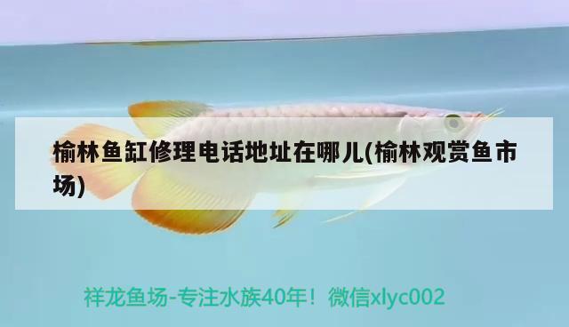 榆林魚(yú)缸修理電話地址在哪兒(榆林觀賞魚(yú)市場(chǎng))