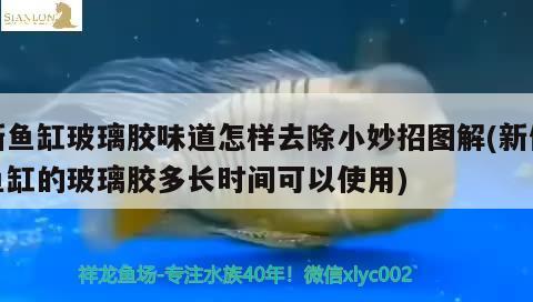 新魚(yú)缸玻璃膠味道怎樣去除小妙招圖解(新做魚(yú)缸的玻璃膠多長(zhǎng)時(shí)間可以使用) 藍(lán)帆三間魚(yú)