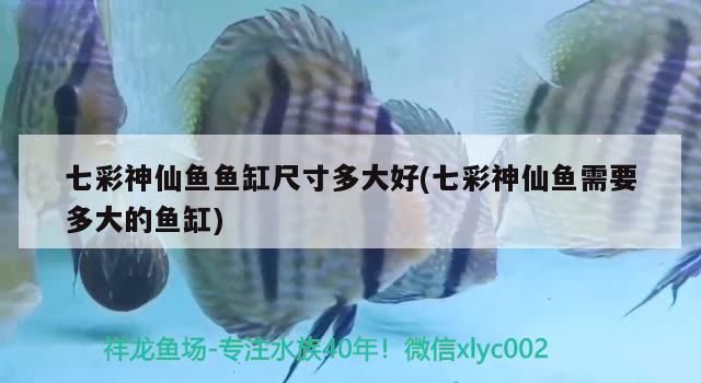 七彩神仙魚魚缸尺寸多大好(七彩神仙魚需要多大的魚缸) 七彩神仙魚 第2張