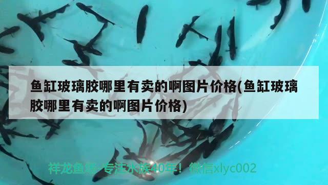 魚(yú)缸玻璃膠哪里有賣(mài)的啊圖片價(jià)格(魚(yú)缸玻璃膠哪里有賣(mài)的啊圖片價(jià)格)