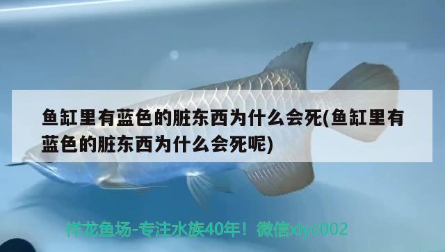 魚缸里有藍(lán)色的臟東西為什么會死(魚缸里有藍(lán)色的臟東西為什么會死呢)