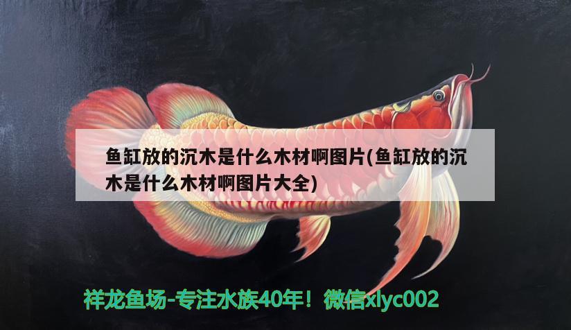 魚缸放的沉木是什么木材啊圖片(魚缸放的沉木是什么木材啊圖片大全)