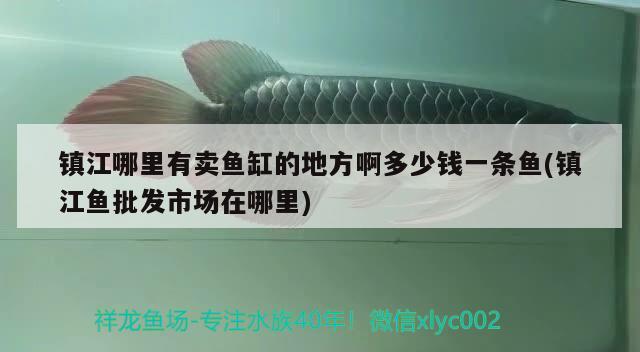 鎮(zhèn)江哪里有賣(mài)魚(yú)缸的地方啊多少錢(qián)一條魚(yú)(鎮(zhèn)江魚(yú)批發(fā)市場(chǎng)在哪里) 綠皮皇冠豹魚(yú)