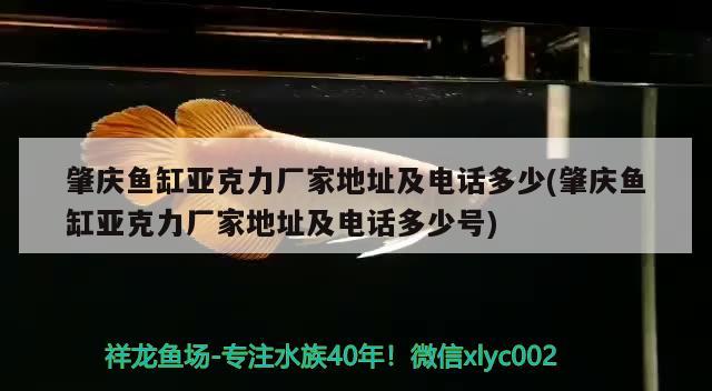 肇慶魚缸亞克力廠家地址及電話多少(肇慶魚缸亞克力廠家地址及電話多少號(hào)) 肺魚