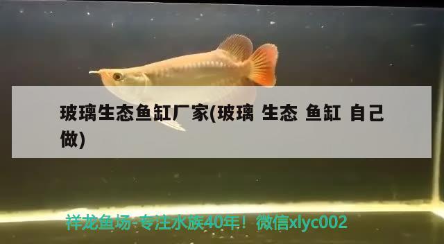 玻璃生態(tài)魚(yú)缸廠家(玻璃生態(tài)魚(yú)缸自己做)