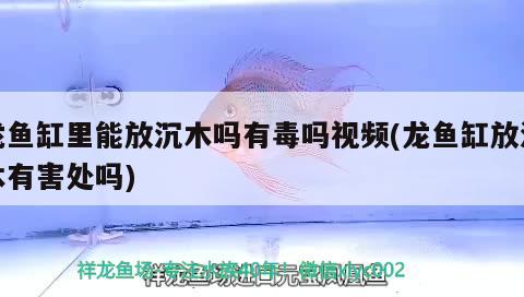 龍魚缸里能放沉木嗎有毒嗎視頻(龍魚缸放沉木有害處嗎) 賽級紅龍魚