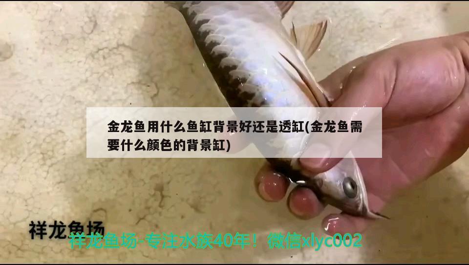 金龍魚用什么魚缸背景好還是透缸(金龍魚需要什么顏色的背景缸) 海象魚