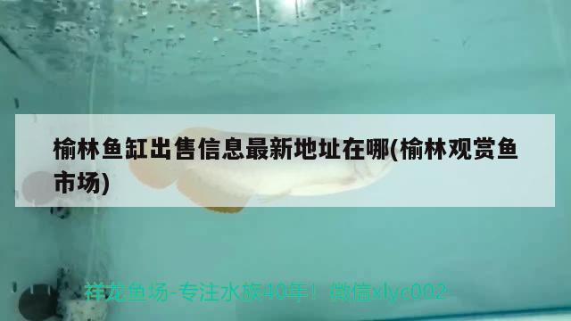 榆林魚缸出售信息最新地址在哪(榆林觀賞魚市場(chǎng))