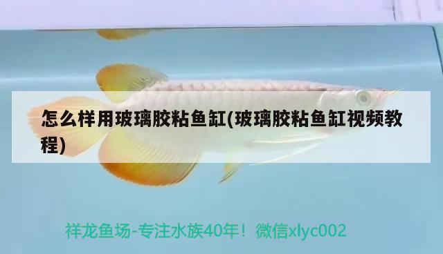 怎么樣用玻璃膠粘魚缸(玻璃膠粘魚缸視頻教程) 七彩神仙魚