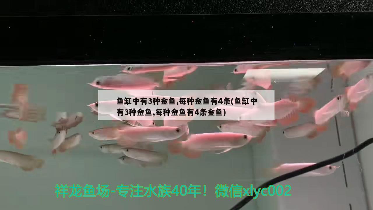 魚缸中有3種金魚,每種金魚有4條(魚缸中有3種金魚,每種金魚有4條金魚) 小型觀賞魚