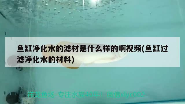 魚缸凈化水的濾材是什么樣的啊視頻(魚缸過濾凈化水的材料)