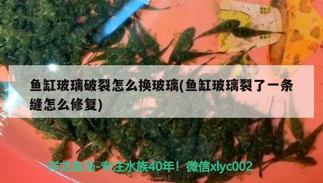 魚缸玻璃破裂怎么換玻璃(魚缸玻璃裂了一條縫怎么修復) 小型觀賞魚