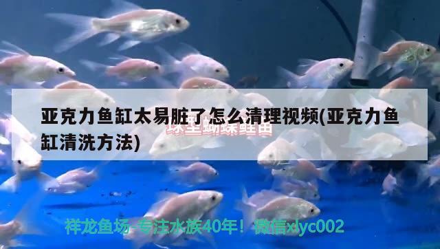 亞克力魚缸太易臟了怎么清理視頻(亞克力魚缸清洗方法) 黑云魚