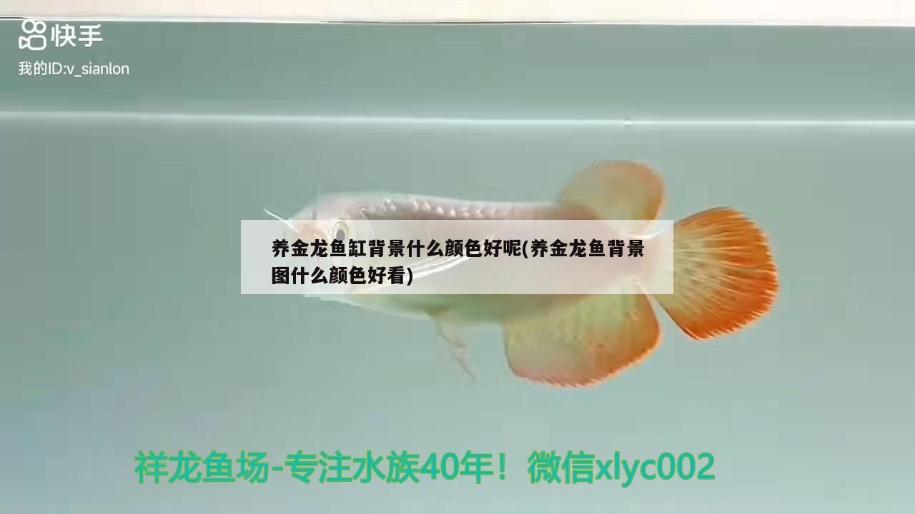 養(yǎng)金龍魚缸背景什么顏色好呢(養(yǎng)金龍魚背景圖什么顏色好看)