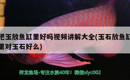 把玉放魚缸里好嗎視頻講解大全(玉石放魚缸里對玉石好么)