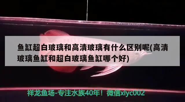 魚缸超白玻璃和高清玻璃有什么區(qū)別呢(高清玻璃魚缸和超白玻璃魚缸哪個(gè)好)