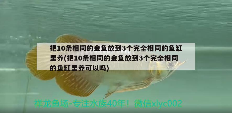 把10條相同的金魚放到3個完全相同的魚缸里養(yǎng)(把10條相同的金魚放到3個完全相同的魚缸里養(yǎng)可以嗎)